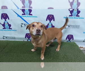 Pembroke Welsh Corgi Mix Dog for Adoption in Orlando, Florida USA