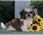 Small Photo #2 Shih Tzu Puppy For Sale in FREDERICKSBURG, OH, USA