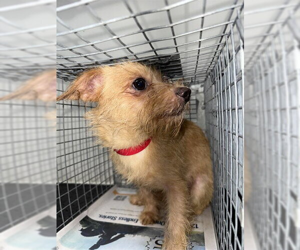 Medium Photo #1 Rat Terrier-Unknown Mix Puppy For Sale in Pasadena, TX, USA
