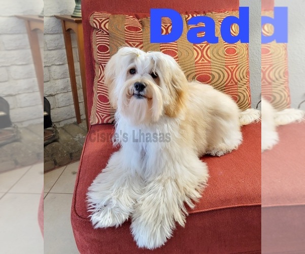 Medium Photo #1 Lhasa Apso Puppy For Sale in PHOENIX, AZ, USA