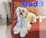 Small Photo #1 Lhasa Apso Puppy For Sale in PHOENIX, AZ, USA