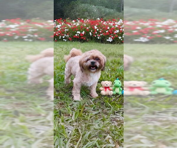 Medium Photo #3 Shih Tzu Puppy For Sale in Weston, FL, USA