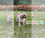Small #2 Shih Tzu