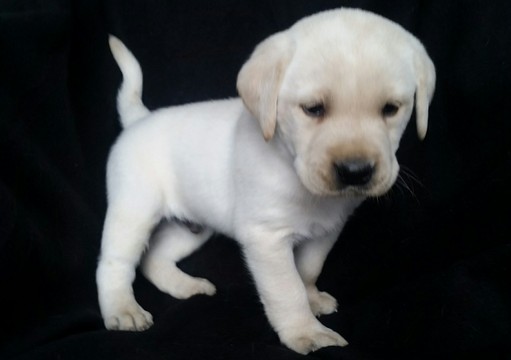 Medium Photo #1 Labrador Retriever Puppy For Sale in DENVER, PA, USA