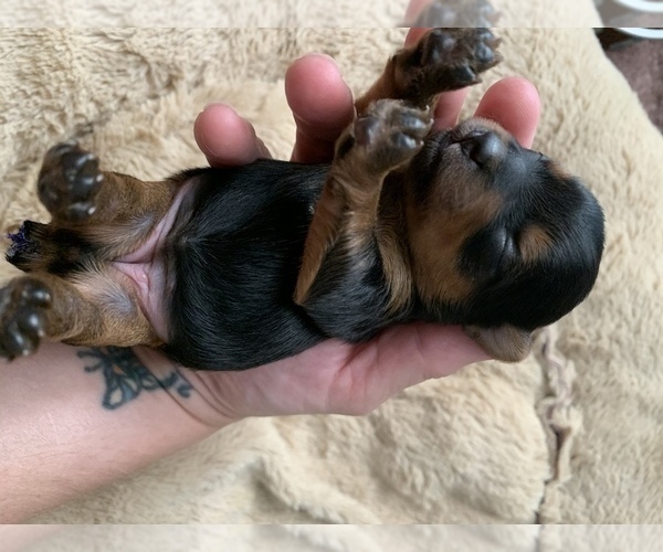Medium Photo #5 Yorkshire Terrier Puppy For Sale in LAKE CITY, FL, USA