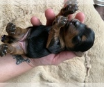 Small Photo #5 Yorkshire Terrier Puppy For Sale in LAKE CITY, FL, USA