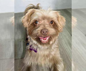 Mutt Dogs for adoption in Corona, CA, USA