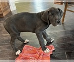 Small Photo #5 Great Dane Puppy For Sale in CLANTON, AL, USA