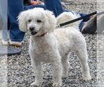 Small Poodle (Miniature)