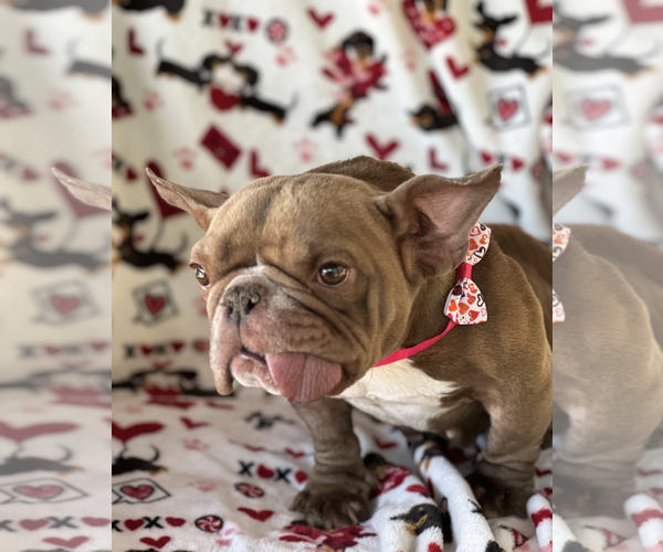 Medium Photo #4 French Bulldog Puppy For Sale in Weston, FL, USA