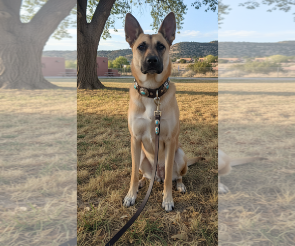 Medium Photo #1 Mutt Puppy For Sale in Pena Blanca, NM, USA