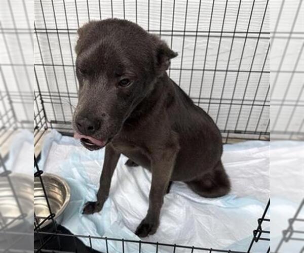 Medium Photo #1 Labrador Retriever Puppy For Sale in San Antonio, TX, USA