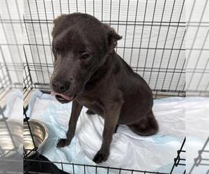 Labrador Retriever Dogs for adoption in San Antonio, TX, USA