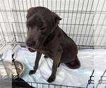 Small Labrador Retriever