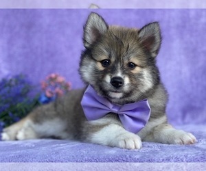 Pomsky-Shiba Inu Mix Puppy for sale in LANCASTER, PA, USA