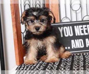 Yo-Chon Puppy for sale in NAPLES, FL, USA
