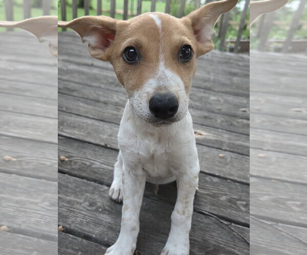 Medium Photo #3 Mutt Puppy For Sale in Brooklyn Center, MN, USA