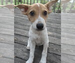 Small #2 Mutt