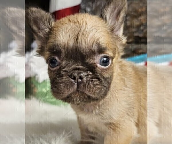 Medium Photo #6 French Bulldog Puppy For Sale in PEMBROKE PINES, FL, USA