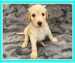 Small #36 Goldendoodle