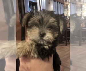 Yorkshire Terrier Puppy for sale in LOLITA, TX, USA
