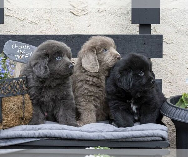 Medium Photo #6 Newfoundland Puppy For Sale in KINZERS, PA, USA