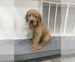 Puppy Puppy 7 Golden Retriever