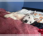 Small #2 American Pit Bull Terrier Mix