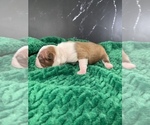 Puppy Legolas AKC Boston Terrier
