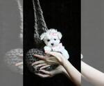 Small #10 Maltese