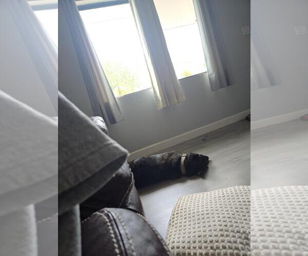 Medium Photo #3 Holland Shepherd-Unknown Mix Puppy For Sale in Chandler, AZ, USA