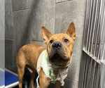 Small #2 Chinese Shar-Pei Mix