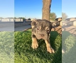 Small #4 French Bulldog