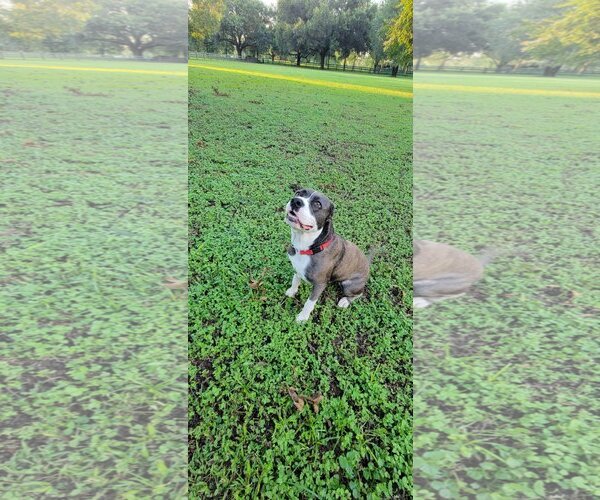 Medium Photo #5 Mutt Puppy For Sale in Katy, TX, USA