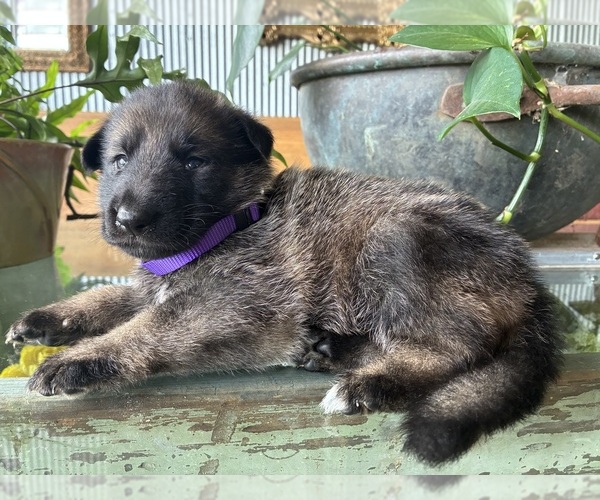 Medium Photo #9 German Shepherd Dog Puppy For Sale in SANDUSKY, OH, USA