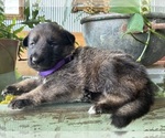 Small #8 German Shepherd Dog