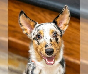 Australian Shepherd Dogs for adoption in Boonton, NJ, USA
