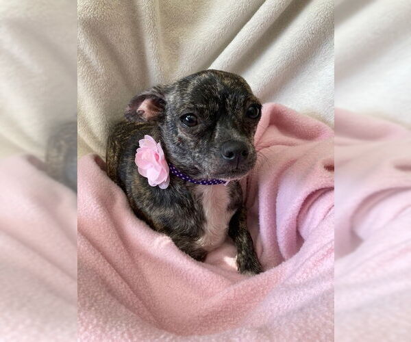 Medium Photo #3 Chug Puppy For Sale in Plainfield, IL, USA