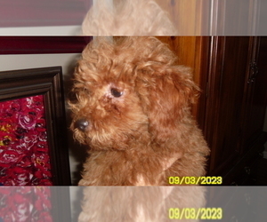 Poodle (Toy) Puppy for sale in DULUTH, GA, USA