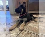 Small #9 German Shepherd Dog