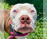 Small Photo #3  Puppy For Sale in , 