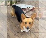 Small #1 Pembroke Welsh Corgi Mix