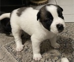 Small Photo #3 American Pit Bull Terrier-Siberian Husky Mix Puppy For Sale in IRONDEQUOIT, NY, USA