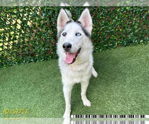 Medium Photo #1 - Mix Puppy For Sale in West Palm Beach, FL, USA