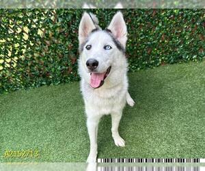 - Mix Dogs for adoption in West Palm Beach, FL, USA