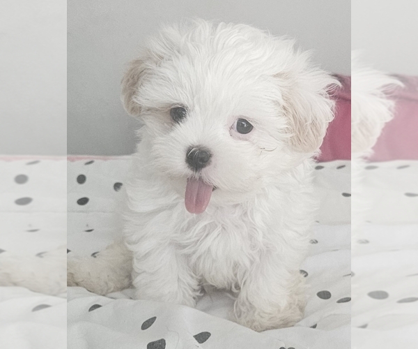 Medium Photo #1 Cirneco Dell' Etna-Mal-Shi Mix Puppy For Sale in CONWAY, SC, USA