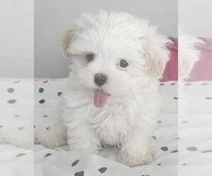 Cirneco Dell' Etna-Mal-Shi Mix Puppy for sale in CONWAY, SC, USA