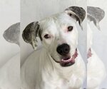 Small Photo #1 American Bulldog-Dogo Argentino Mix Puppy For Sale in Miami, FL, USA