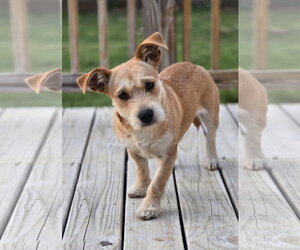 Mutt Dogs for adoption in Social Circle, GA, USA