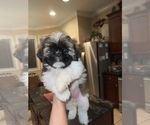 Small Photo #4 Shih Tzu Puppy For Sale in LUTZ, FL, USA